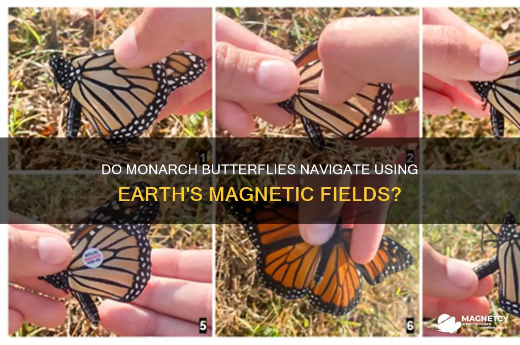 do monarch butterflies use magnetism