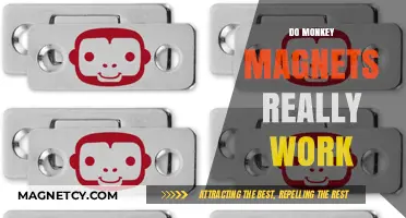 Unveiling the Truth: Do Monkey Magnets Really Work?