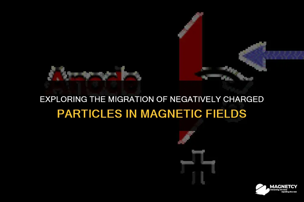 do negatively charged particles migrate in a magnetic field