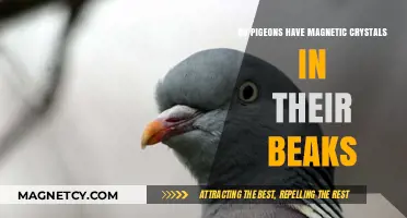 Exploring the Myth: Do Pigeons Really Have Magnetic Crystals in Their Beaks?
