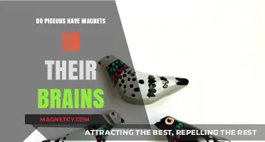 Exploring the Mystery: Do Pigeons Really Have Magnets in Their Brains?