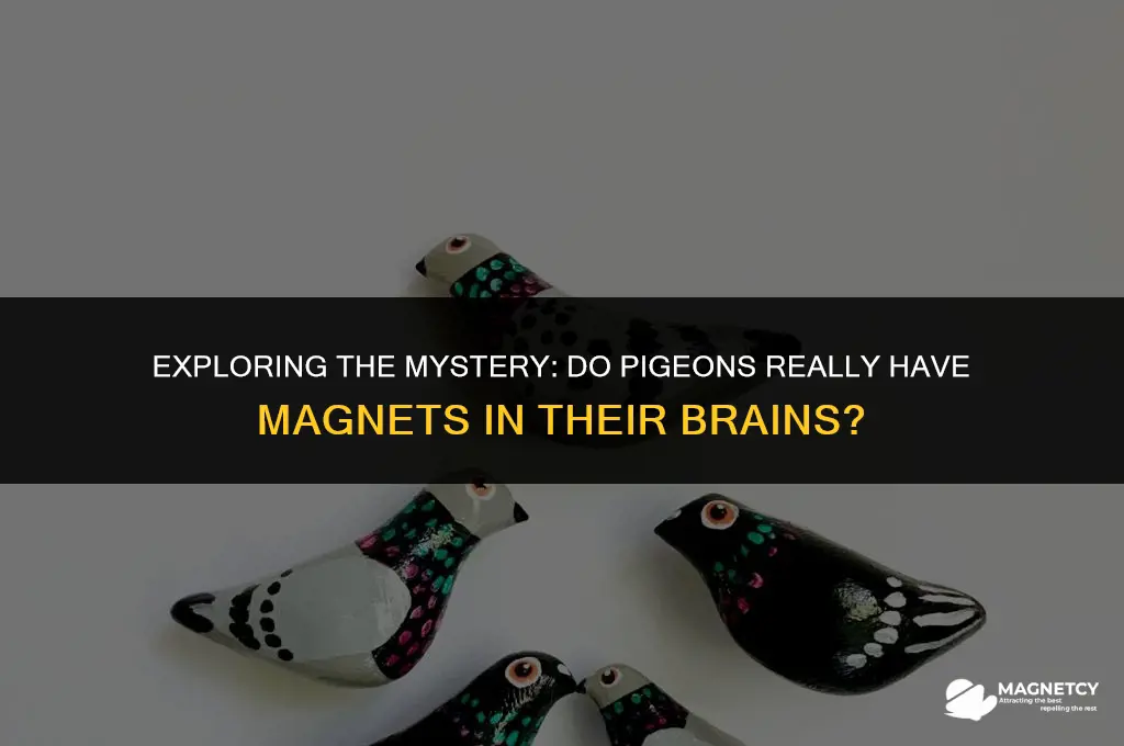 do pigeons have magnets in their brains