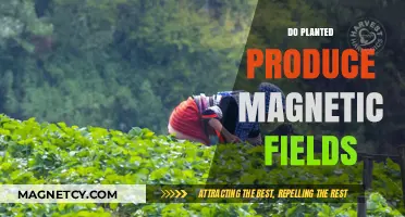 Exploring the Myth: Do Planted Crops Emit Magnetic Fields?