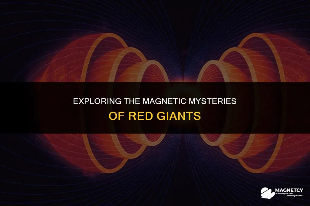 do red giants have a magnetic field