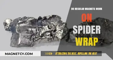 Unveiling the Truth: Do Everyday Magnets Affect Spider Silk?