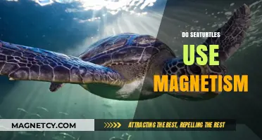 Do Sea Turtles Navigate Oceans Using Earth's Magnetic Fields?