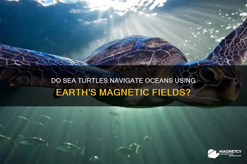 do seaturtles use magnetism