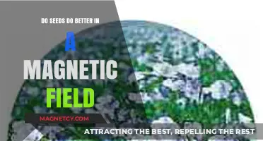Exploring the Effects of Magnetic Fields on Seed Germination and Growth