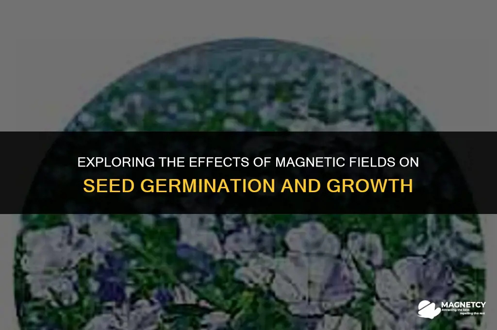 do seeds do better in a magnetic field