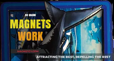 Exploring the Myth: Do Shark Magnets Really Work?