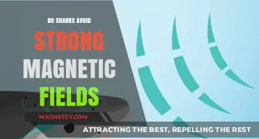 Exploring the Myth: Do Sharks Really Shun Strong Magnetic Fields?
