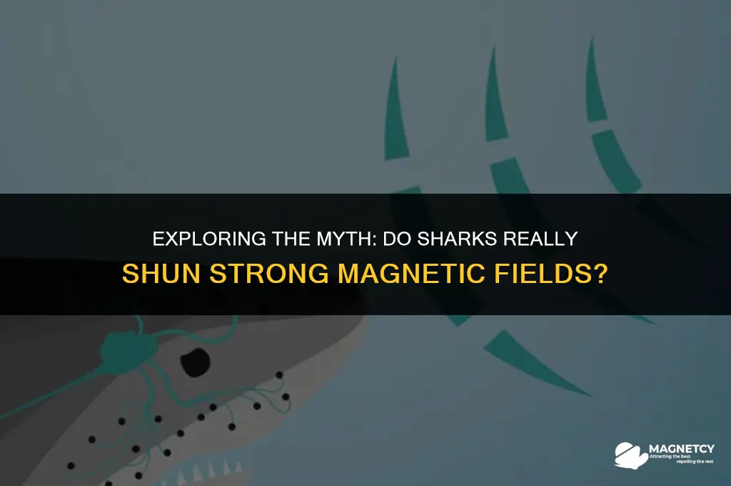 do sharks avoid strong magnetic fields