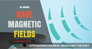 Exploring the Ocean's Mysteries: Do Sharks Have Magnetic Fields?