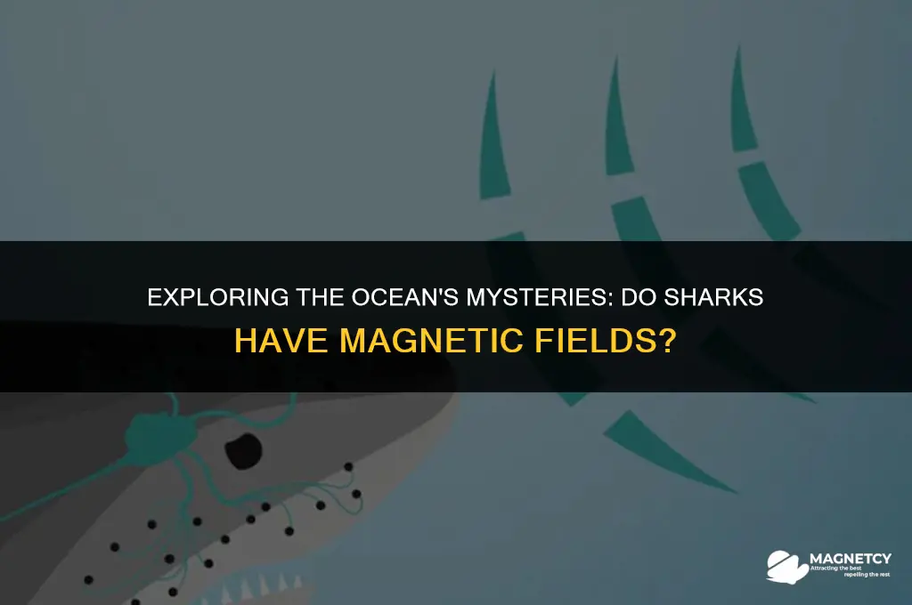 do sharks have magnetic fields