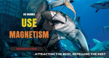 Sharks and Magnetism: Unveiling the Mystery of Their Navigation Skills