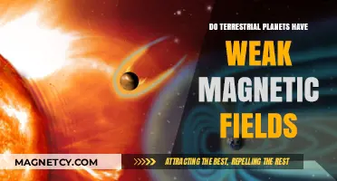 Exploring the Magnetic Mysteries of Terrestrial Planets