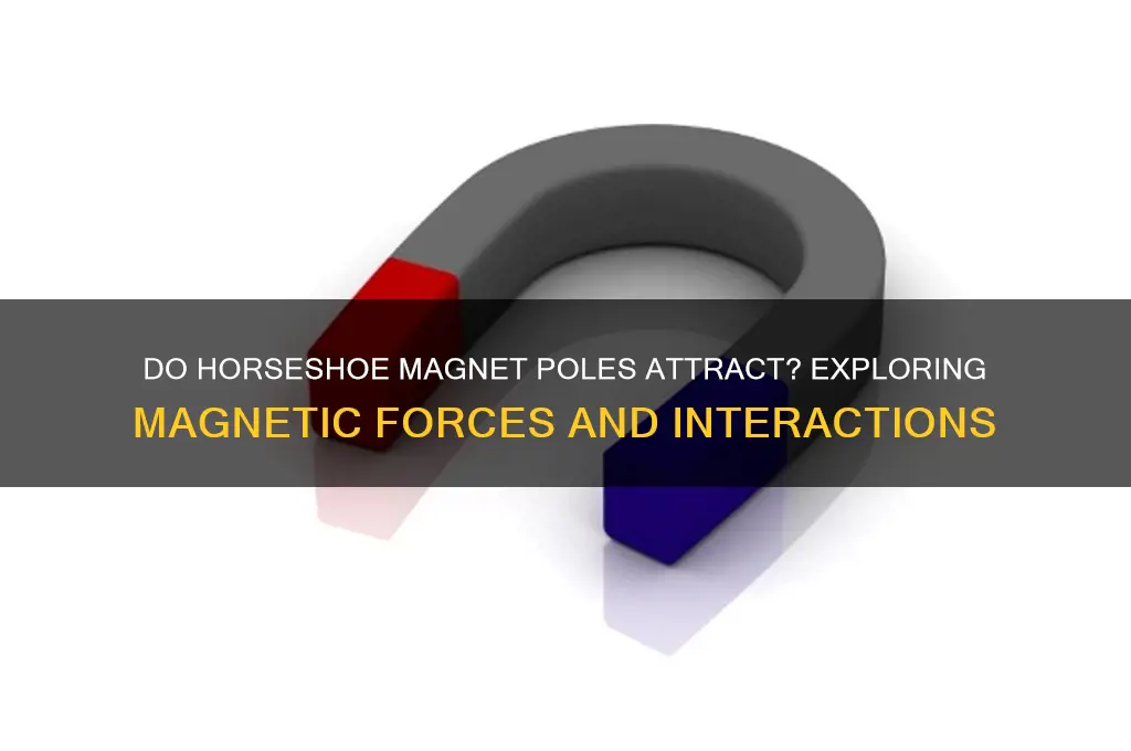do the poles of a horseshoe magnet attract each other