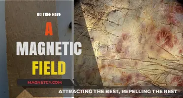 Exploring Nature's Mysteries: Do Trees Generate Magnetic Fields?
