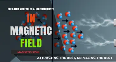 Exploring the Alignment of Water Molecules in Magnetic Fields