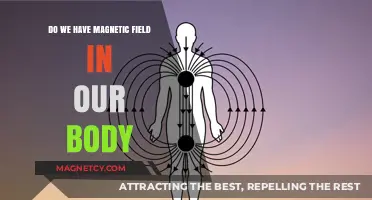 Exploring the Human Body's Intrinsic Magnetic Field: Facts and Myths