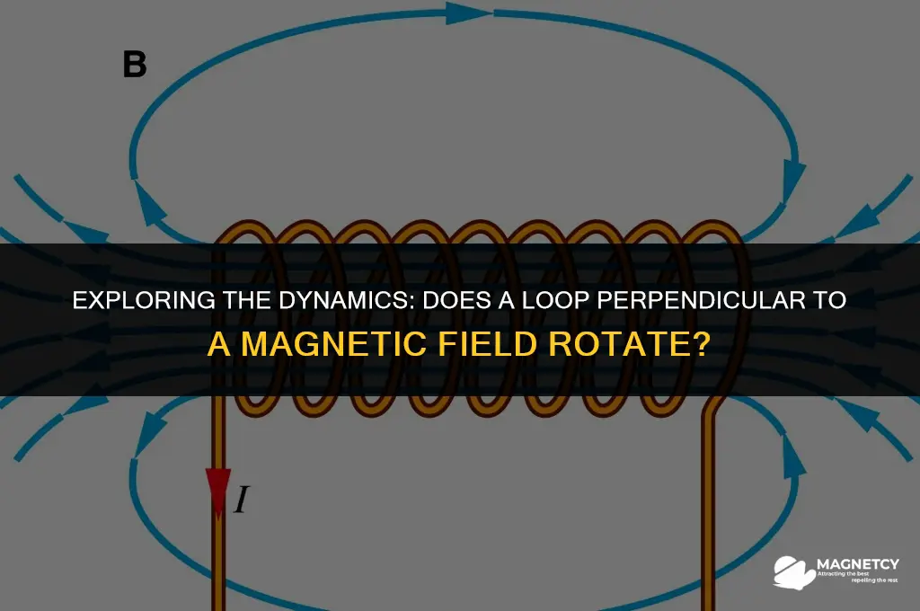 does a loop perpendicular to a magnetic field rotate