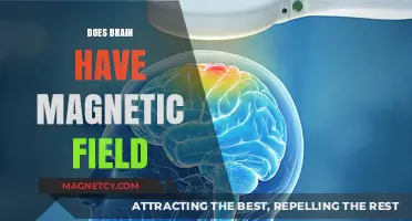 Exploring the Mind's Magnetism: Does Your Brain Have a Magnetic Field?