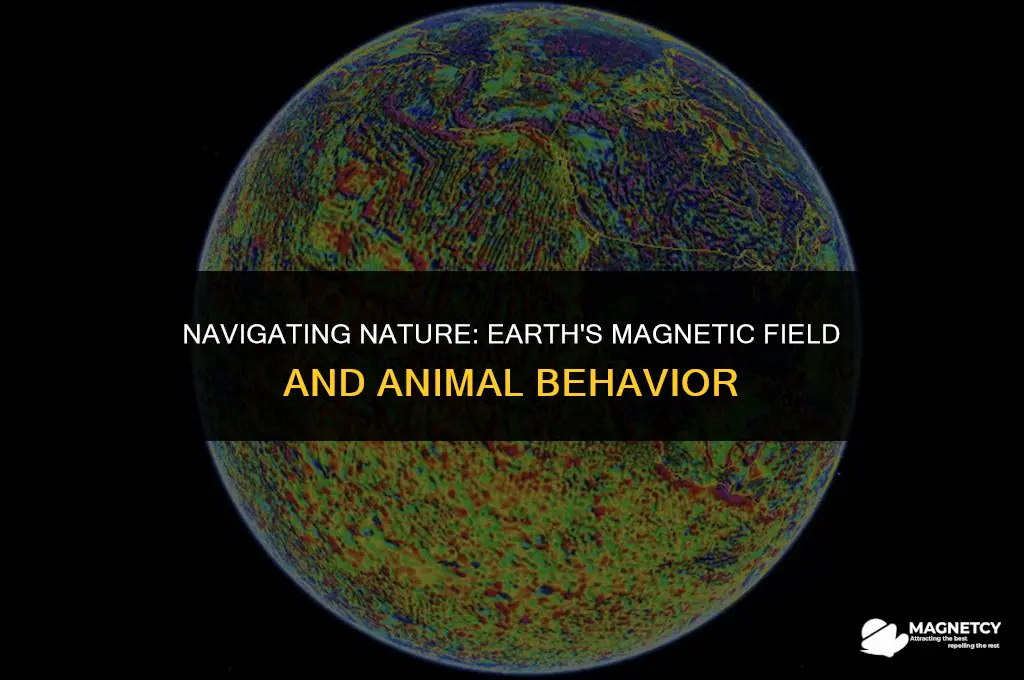 does earth magnetic field help animals