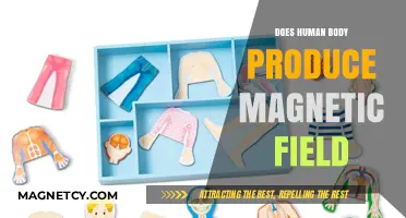 Exploring the Human Body's Magnetic Field: Facts and Myths