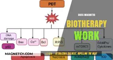 Exploring the Efficacy of Magnetic Biotherapy: A Comprehensive Guide