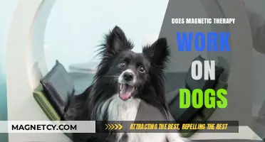 Exploring the Benefits of Magnetic Therapy for Canine Companions