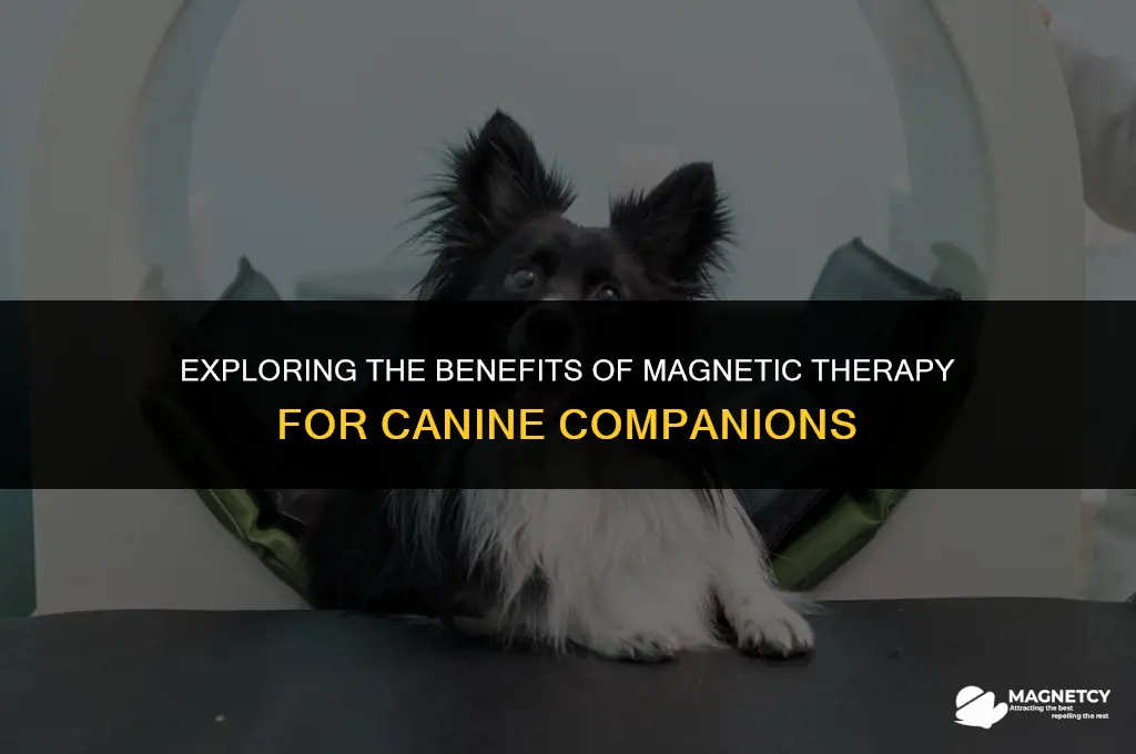 does magnetic therapy work on dogs