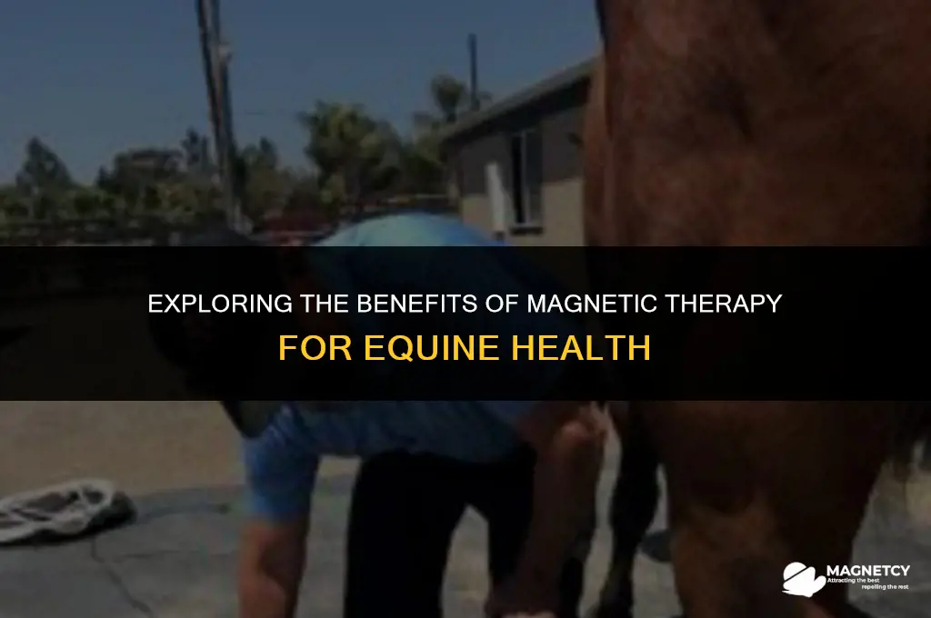 does magnetic therapy work on horses
