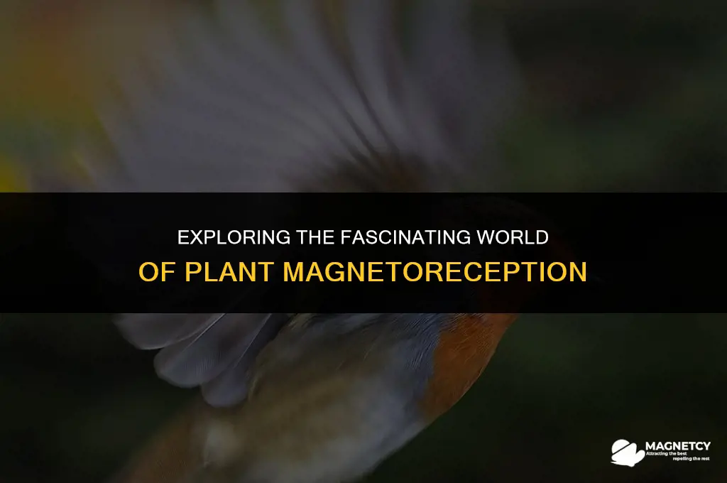 does plant matter react to magnetic fields