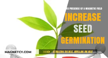 Exploring the Impact of Magnetic Fields on Seed Germination Rates