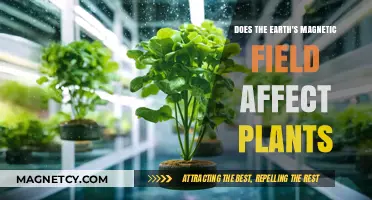 Exploring the Influence of Earth's Magnetic Field on Plant Growth