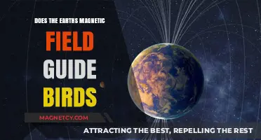 Navigating Nature: The Earth's Magnetic Field and Bird Migration