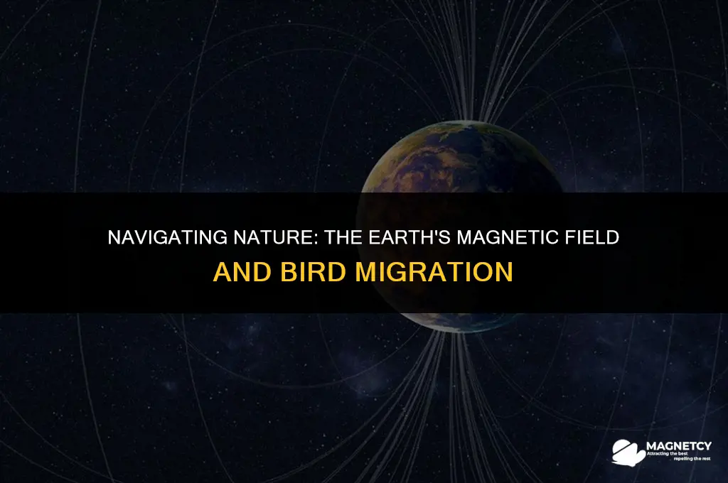 does the earths magnetic field guide birds