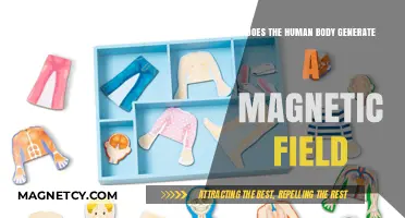 Exploring the Human Body's Magnetic Field: Facts and Myths