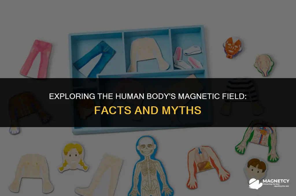 does the human body generate a magnetic field
