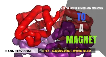 Is Hemoglobin's Iron Magnetic? Exploring the Science Behind the Myth