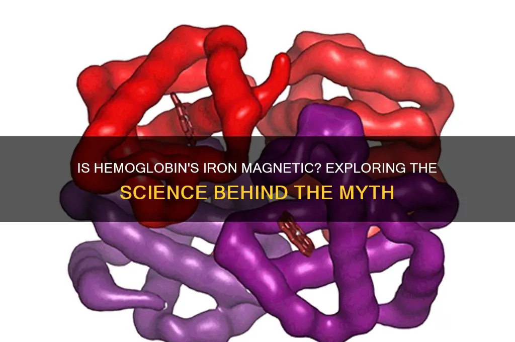 does the iron in hemoglobin attracted to a magnet