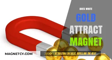 Does White Gold Attract Magnets? Unveiling the Truth Behind the Myth