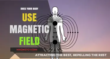 Exploring the Human Body's Interaction with Magnetic Fields: Fact or Fiction?