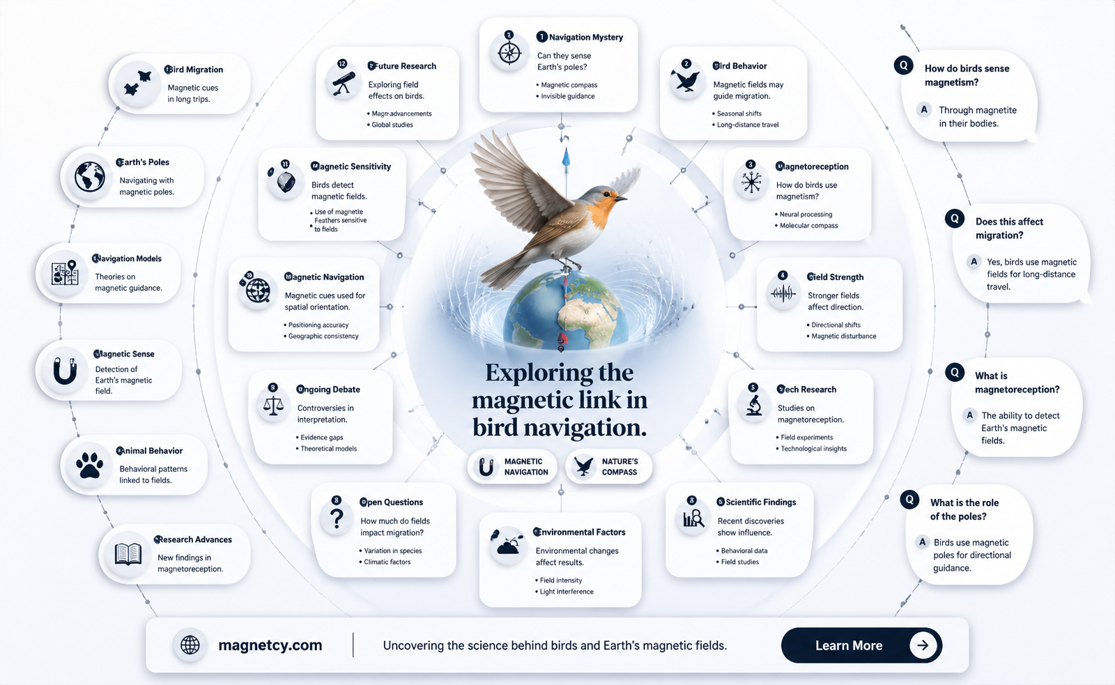 are birds influenced by magnetic field
