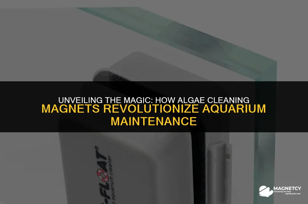 how an algae cleaning magnet works