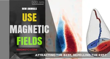 Nature's Compass: How Animals Navigate Earth's Magnetic Fields