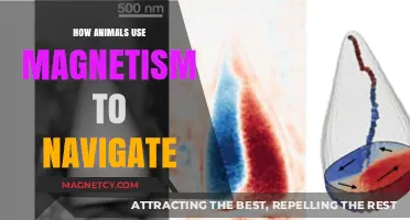 Magnetic Marvels: Unveiling Animals' Secret Compass for Navigation