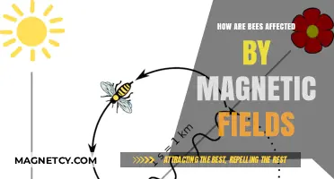 Buzzing with Confusion: The Impact of Magnetic Fields on Bees