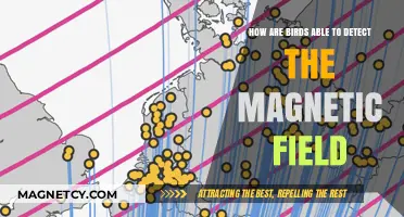 Nature's Compass: Unveiling Birds' Magnetic Field Detection Abilities