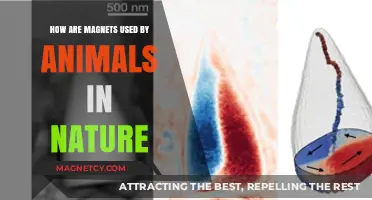 Nature's Magnetic Wonders: How Animals Utilize Earth's Invisible Forces